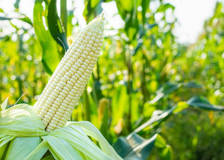 April 2023: Agricultural economic report