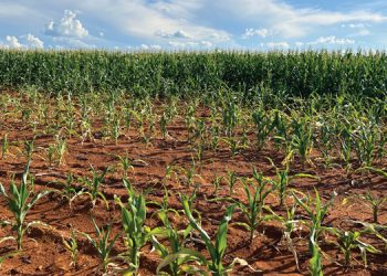Grondsuurheid se impak op gewasproduksie