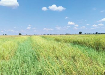 Bemes weiding met die oog op “maer jare”