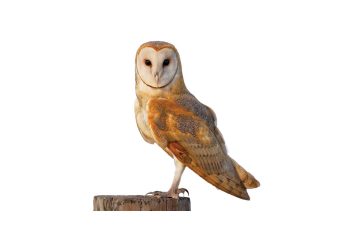 Bewaringsnuus uit ons kontrei