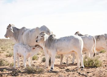 Behaal só ’n hoë speenpersentasie