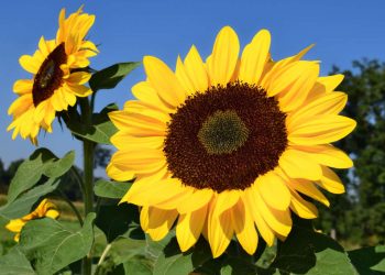 May 2023: Agricultural economic report