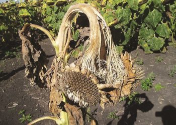 Communal land needs good stewardship