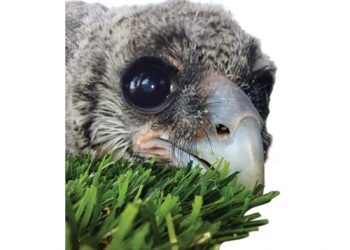 Bewaringsnuus uit ons kontrei