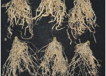 The impact of nematodes on crops