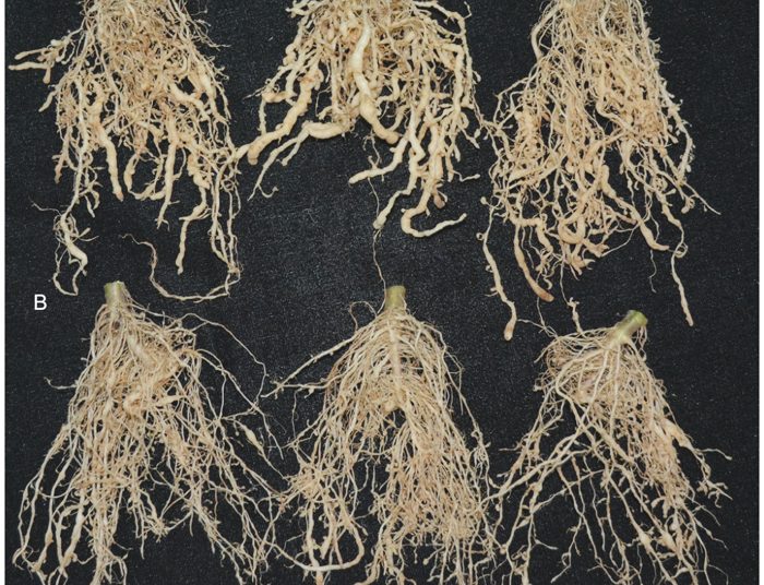 The impact of nematodes on crops