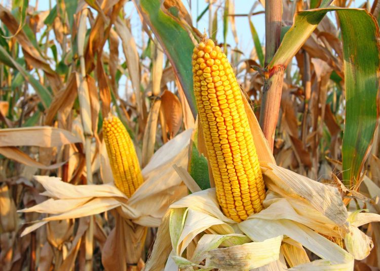 August 2023: Agricultural economic report