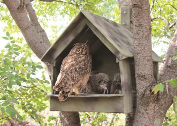 Invest in owl houses for a pest-free garden