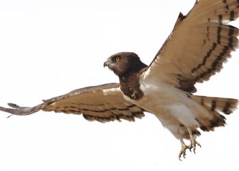 Bewaringsnuus uit ons kontrei