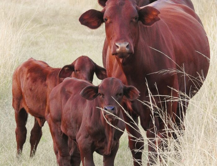 Fosforaanvullings steeds die moeite (en geld) werd
