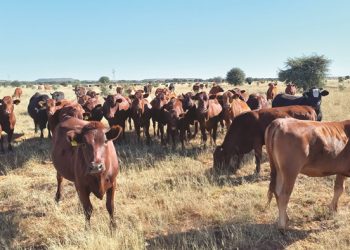 Fosforaanvullings steeds die moeite (en geld) werd