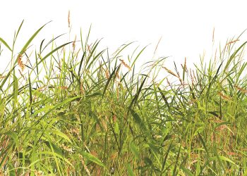 Bioherbicides: A different way to limit weed