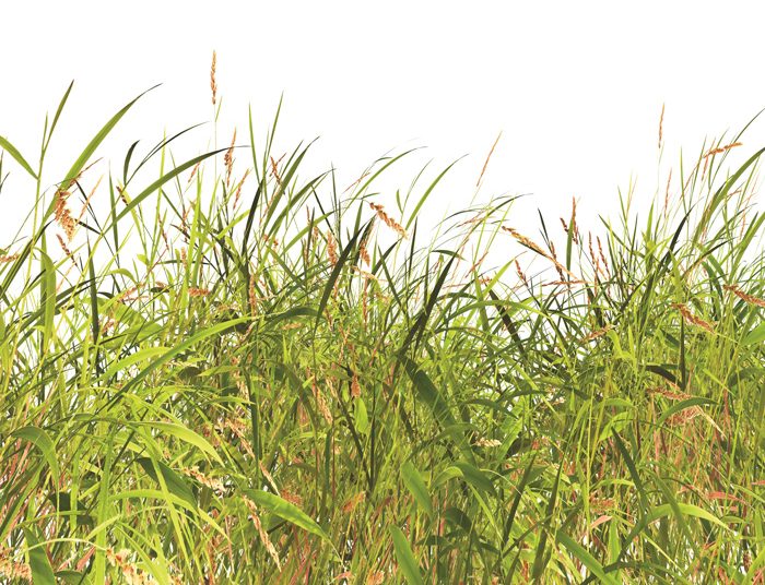 Bioherbicides: A different way to limit weed