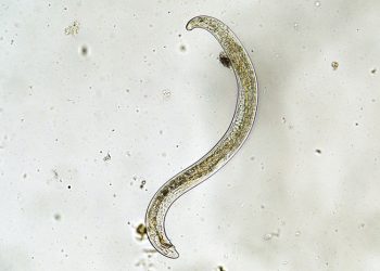 Aalwurms hok geslaan met chemiese beheer