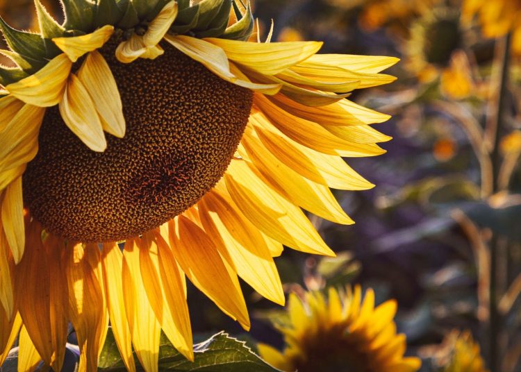 October 2023: Agricultural economic report