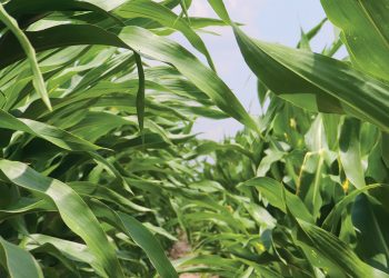 Mycotoxins: The lurking danger in food