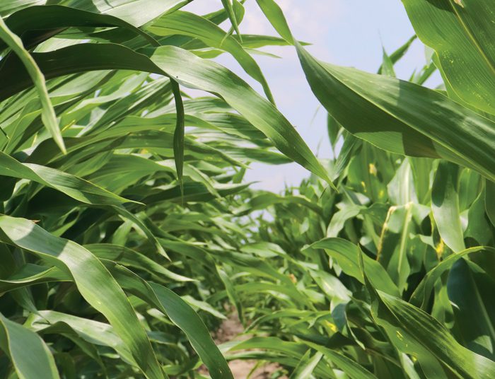 Mycotoxins: The lurking danger in food