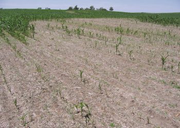 Klein organismes wat groot probleme kan veroorsaak