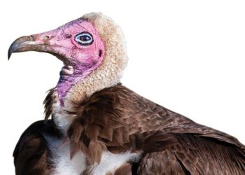 Bewaringsnuus uit ons kontrei