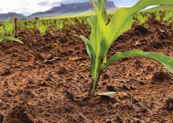 Mikrobiese ensieme hou grond gesond