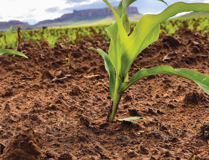 Mikrobiese ensieme hou grond gesond