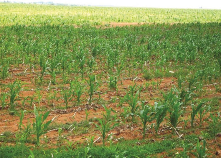 Aalwurms: Onsigbare plunderaar wat groot skade veroorsaak