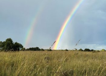 Mieliepryse word deur weerpatrone beïnvloed