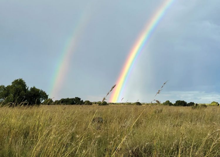 Mieliepryse word deur weerpatrone beïnvloed