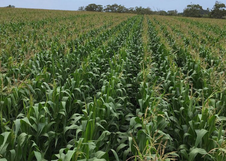 Produsente gooi nie maklik handdoek in nie
