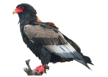 Bewaringsnuus uit ons kontrei