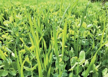 Keer die impak van klimaatsverandering met dekgewasse