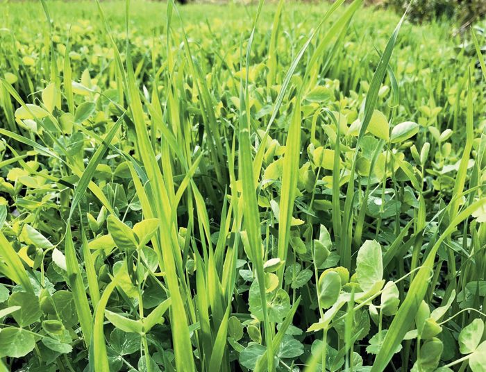 Keer die impak van klimaatsverandering met dekgewasse