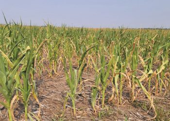 Maniere om droogtemielies te benut