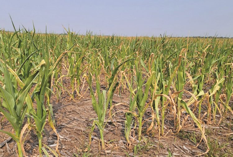 Maniere om droogtemielies te benut