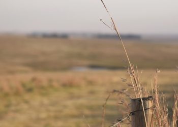 Verblyfreg op landbougrond: ’n Blywende tameletjie