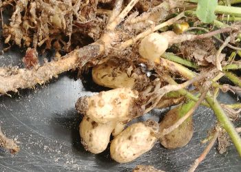 Dié rampokker rig groot skade aan