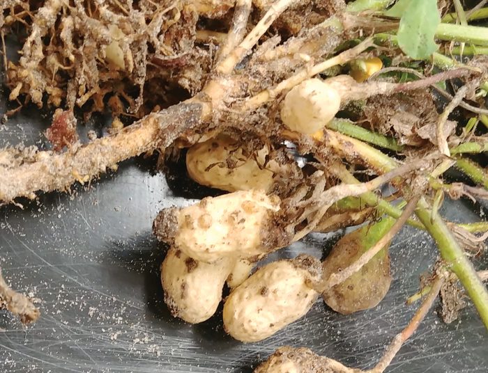 Dié rampokker rig groot skade aan