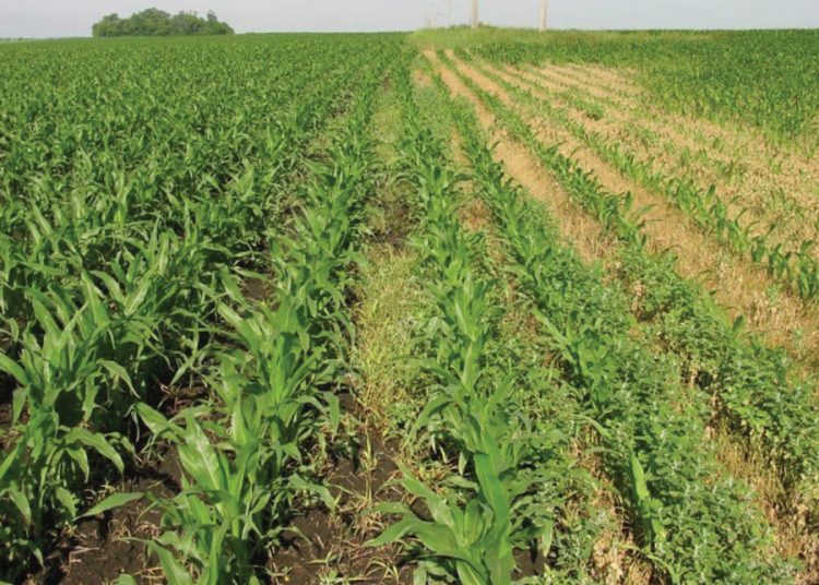 Smoor onkruid in die kiem voor dit te laat is