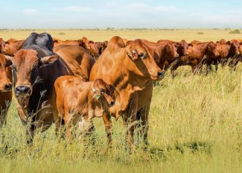 Veeprodusente kan nou ook digitaal rekord hou met NWK Online