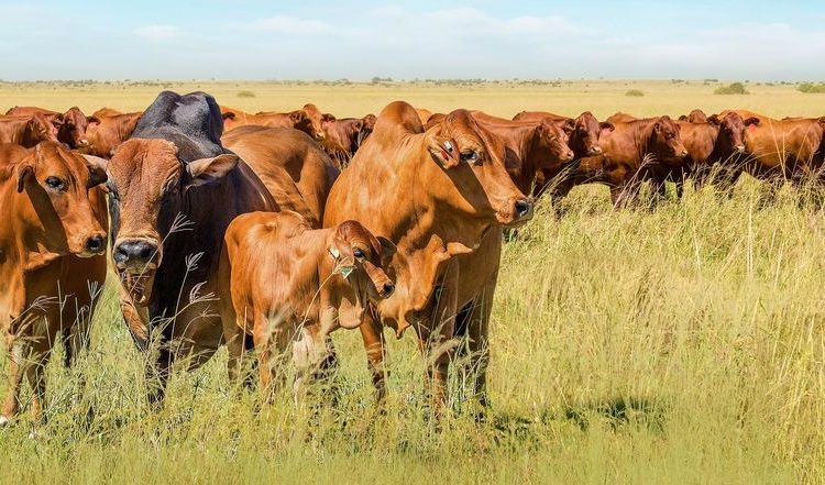 Veeprodusente kan nou ook digitaal rekord hou met NWK Online