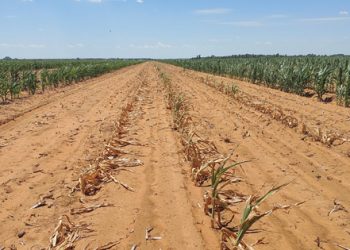 Optimise crop yield with herbicides