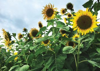 Die regte planttyd maak saak