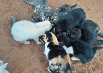 Kieters kan rotplae hokslaan