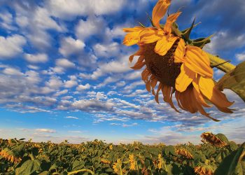 Meng herkouervoere tuis met sonneblomsifsels