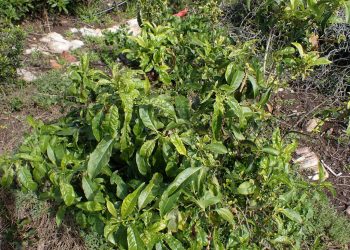 Waak teen vergiftiging met inkbessie dié winter