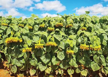 Vroeë sonneblom kan baie voordele vir produsente inhou