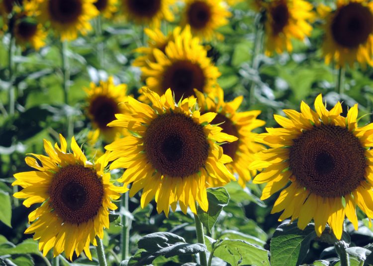 Plant sonneblom betyds en geniet die voordeel van ‘n hoër premie