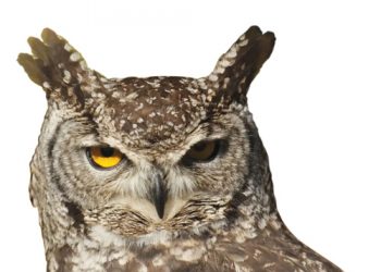 Uilsentrum red alles en nog wat