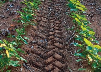 Gunstige weerstoestande wink vir produsente