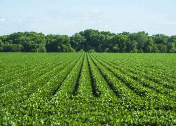 July/August 2024: Agricultural economic report